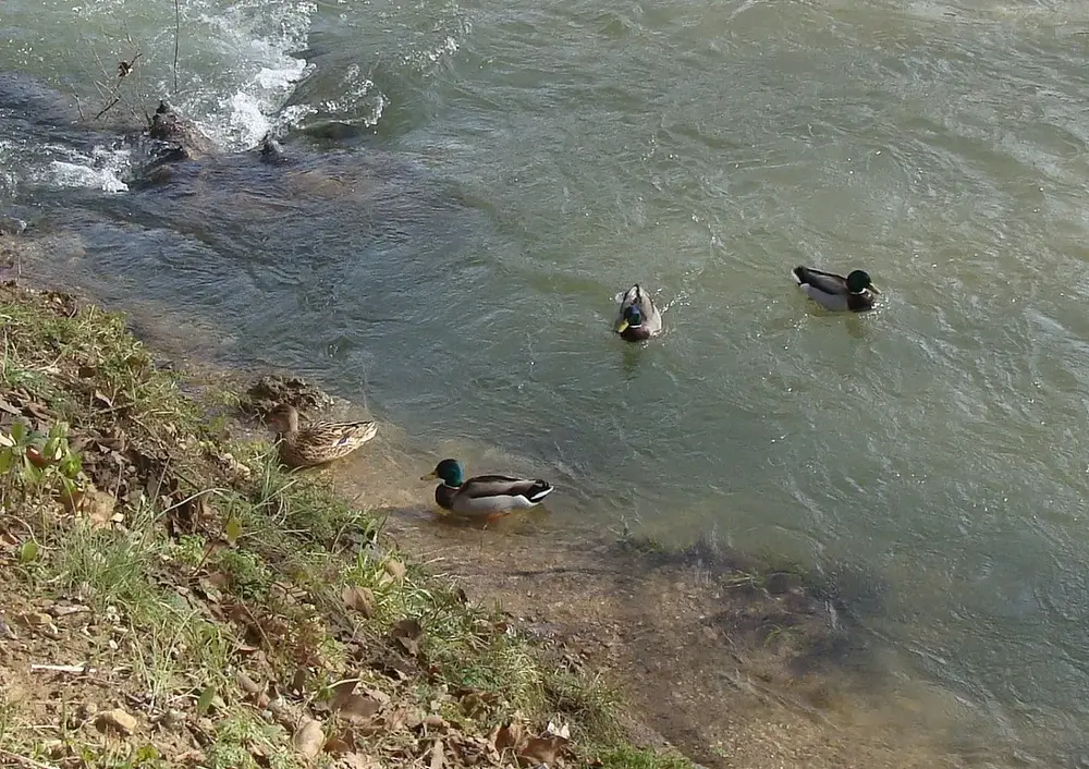 Canards à Brignoles 4
